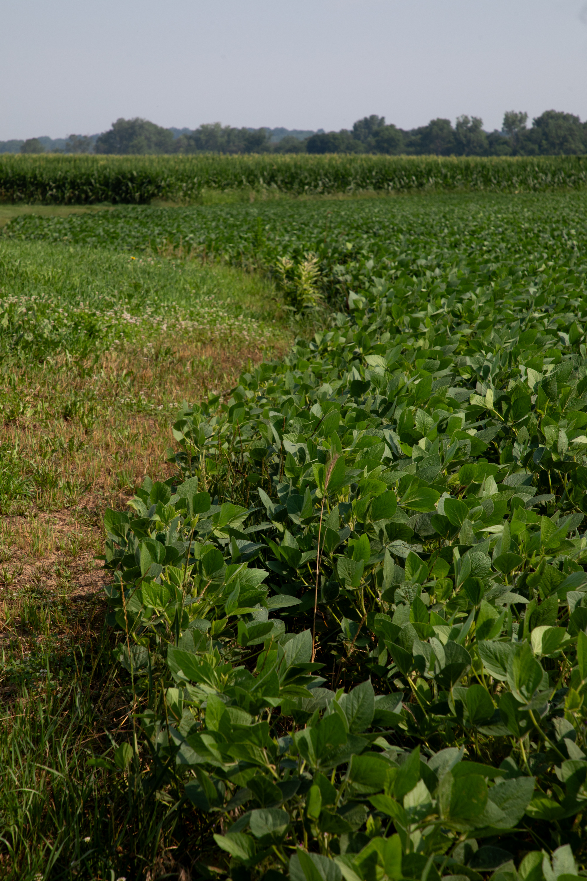 A soybean field at Perkins Twin Creek Farm Inc. Photographer