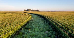 Prairie strips in cornfield