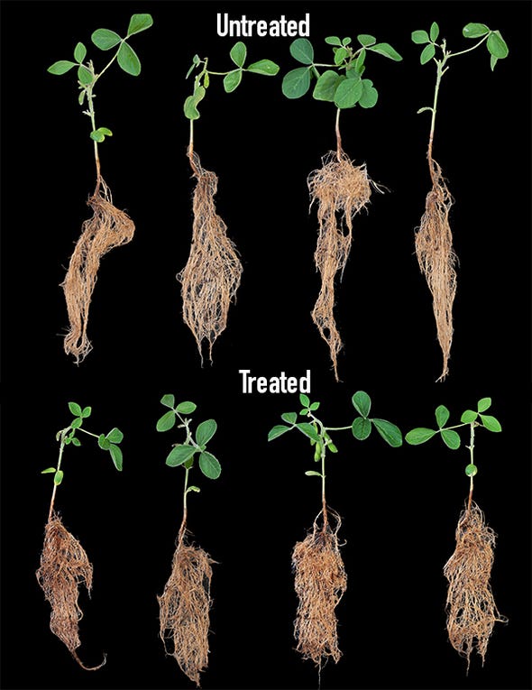 treated and untreated clariva soybeans