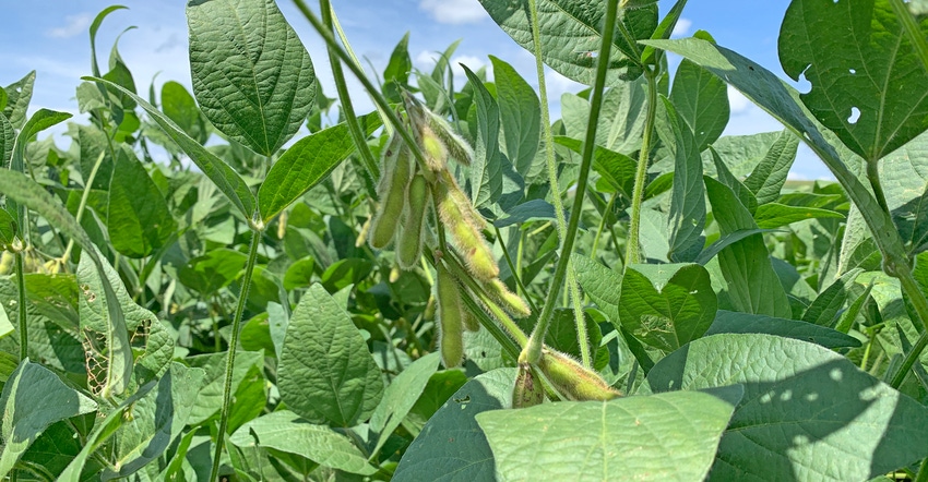 soybean plants