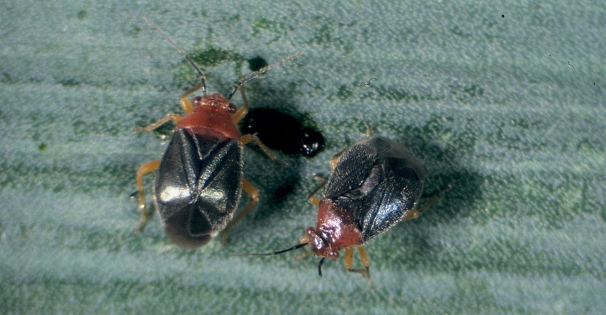 Yucca plant bug on leaf