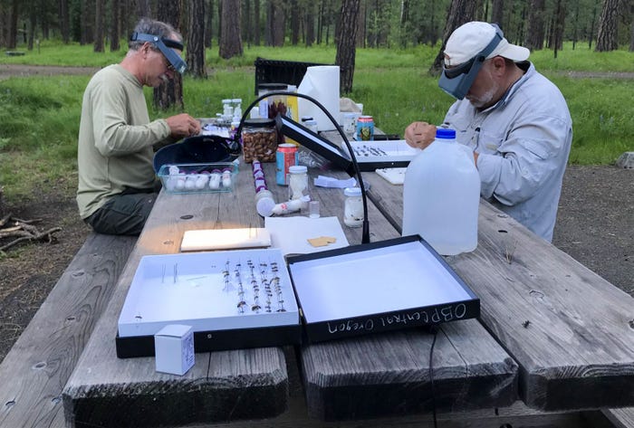 Volunteer Master Melittologists, experts in bees, are at work cataloging their finds as they scout native bees in Oregon