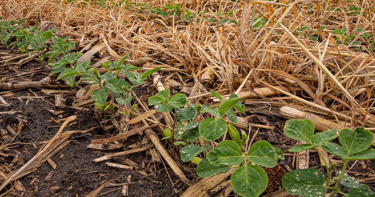 How one farmer made regenerative agriculture pay off in 3 years