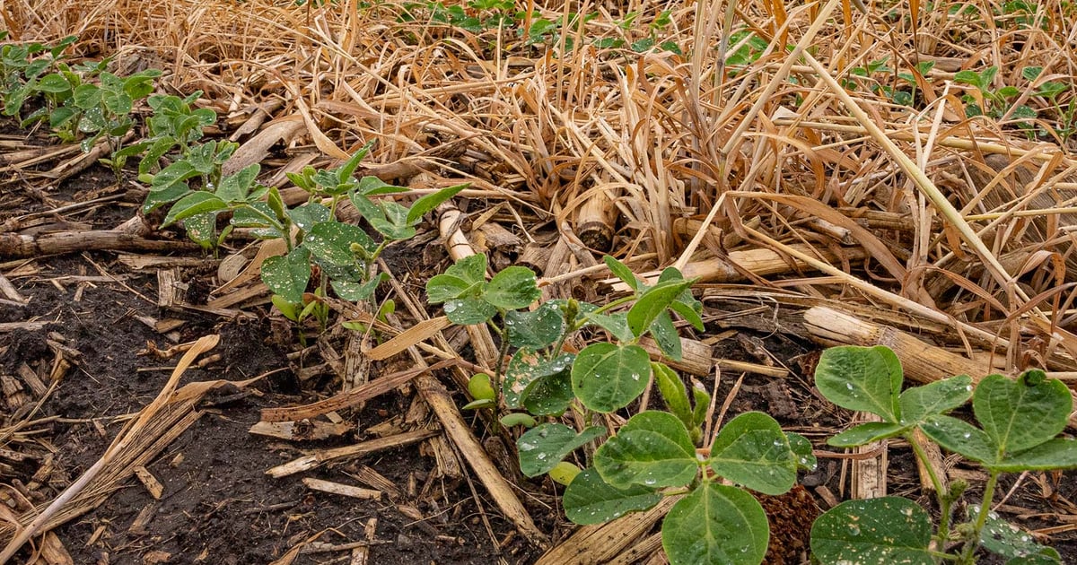How one farmer made regenerative agriculture pay off in 3 years