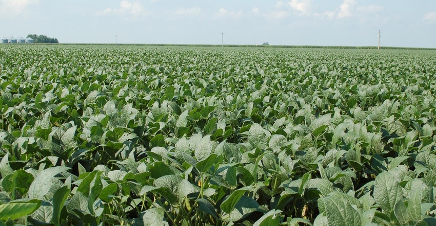 4-02-21 soybeans_0.jpg 4-02-21 soybeans_0.jpg