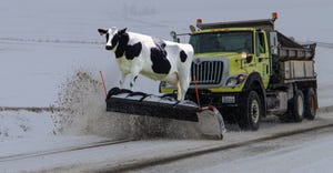 snow plow driving with cow on plow
