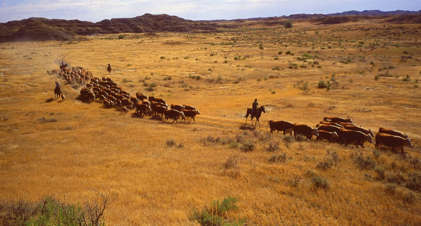 WFP-ARS-montana-cattle.jpg
