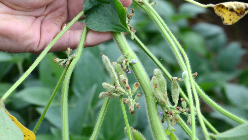  nodes on soybean plants