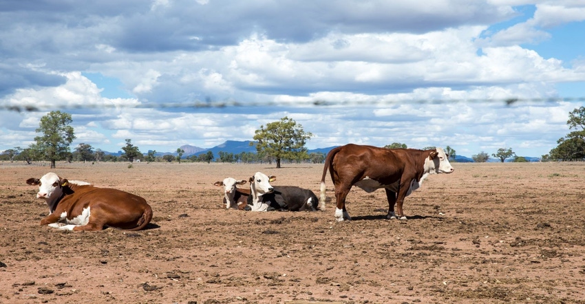 7-25-22 cattle in drought GettyImages-962409356.jpg