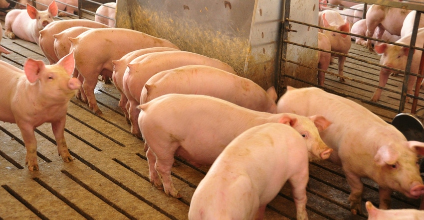 pigs in barn pigs in barn