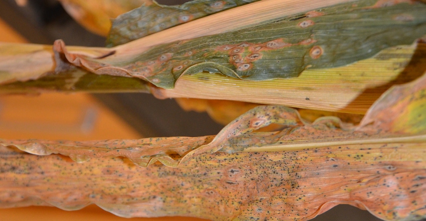 tar spot on corn leaves