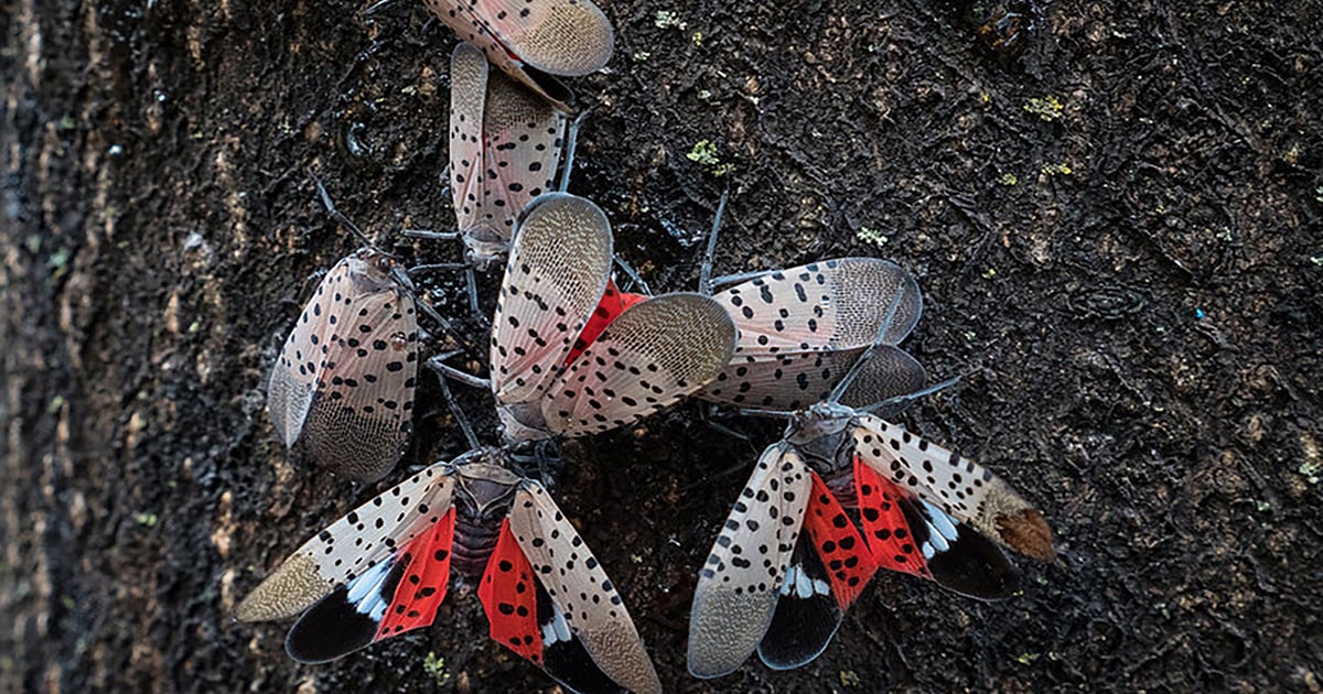 Extension scientists ask public to watch for new insect in Mississippi
