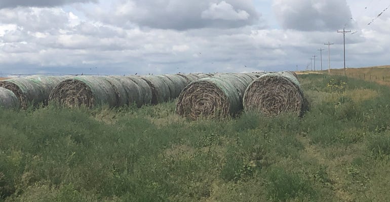 bales of hemp in field