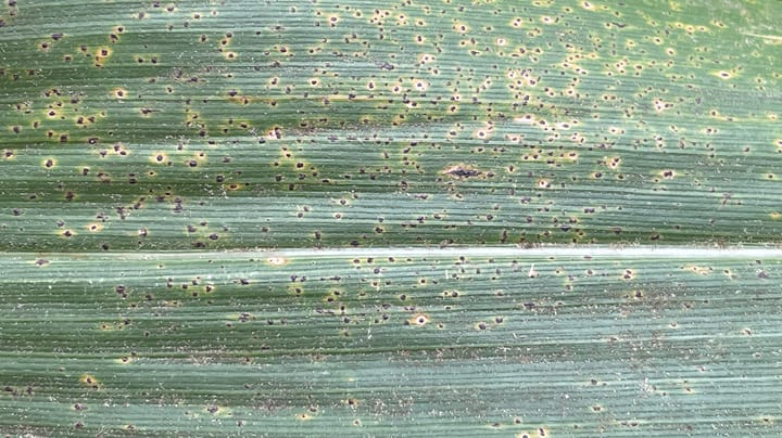 Tar spot found in central Iowa, but incidence is low