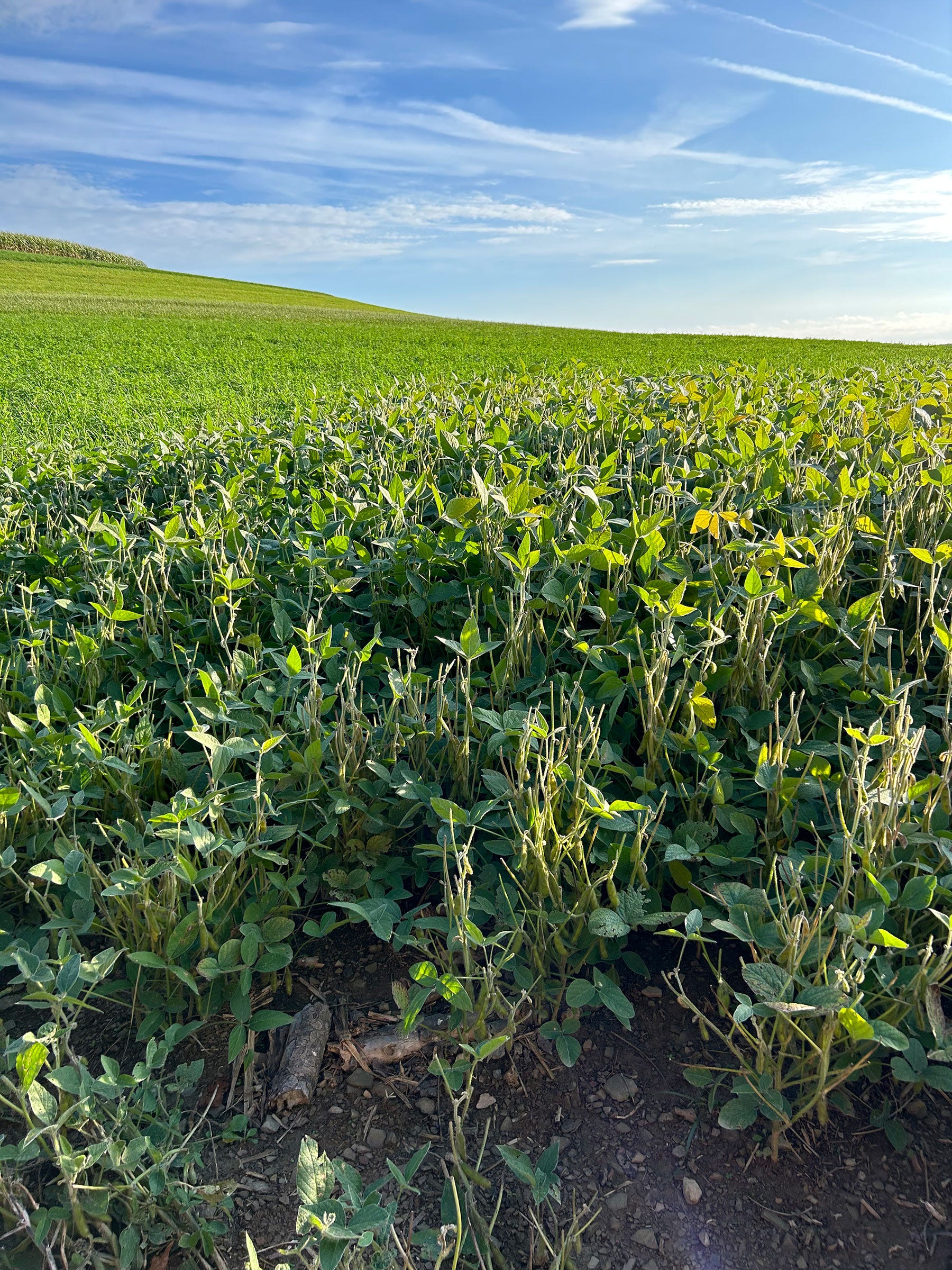soybean field soybean field