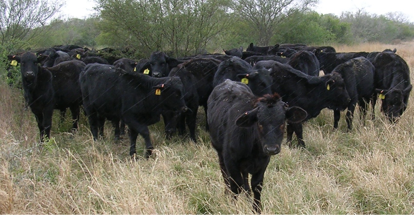 cattle-grazing-agrilife.jpg