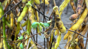 Sprouting Soybeans in pod
