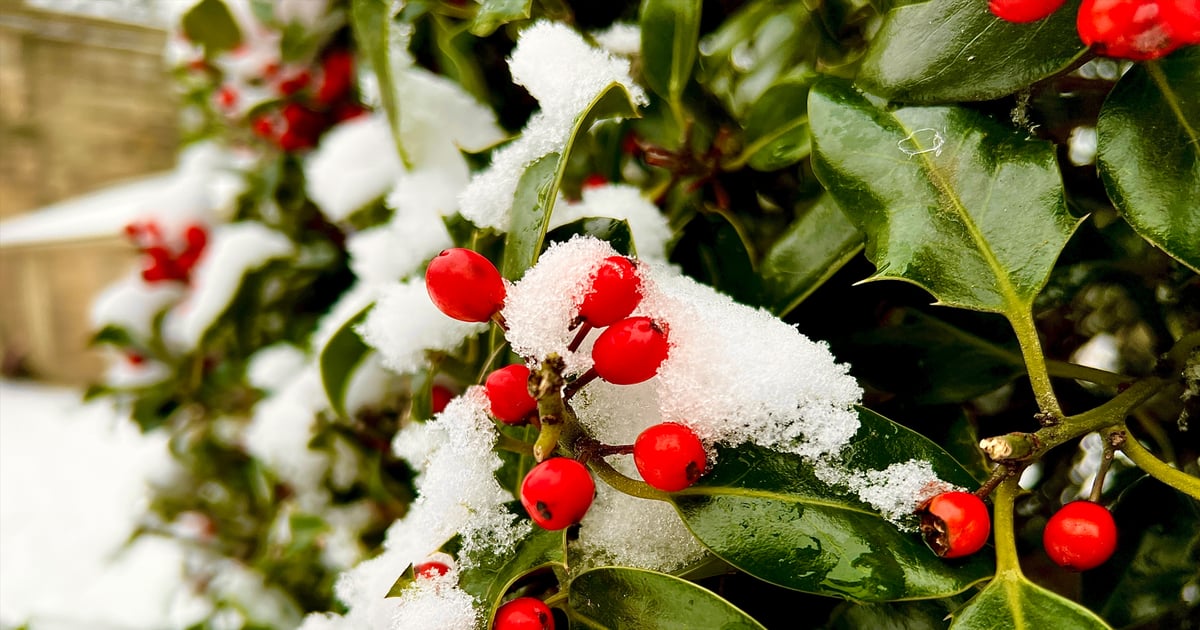 Surefire ways to grow your own Christmas holly