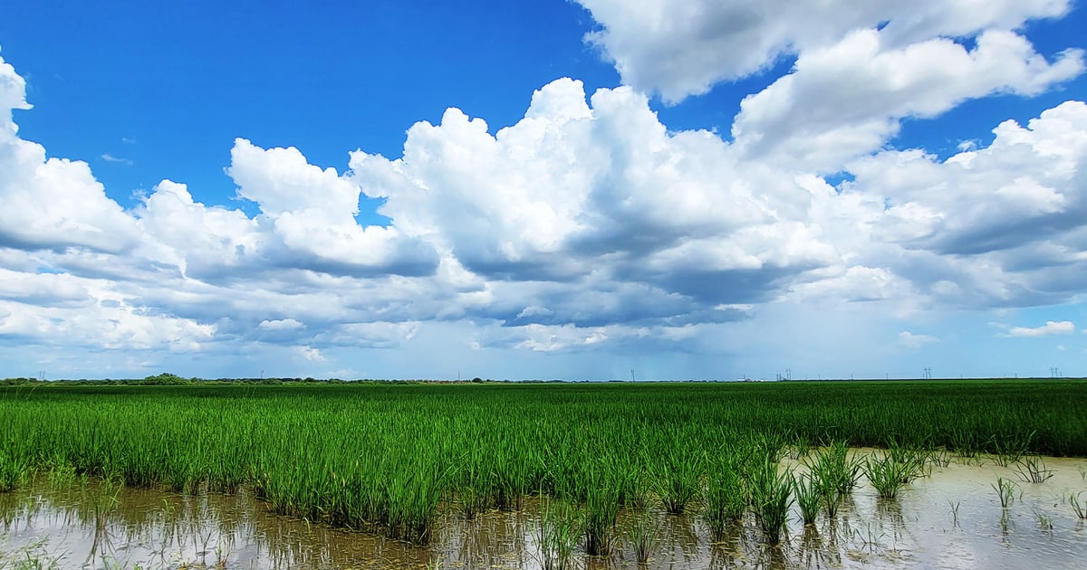 Tamu Rice Production cost is biggest challenge for Texas rice