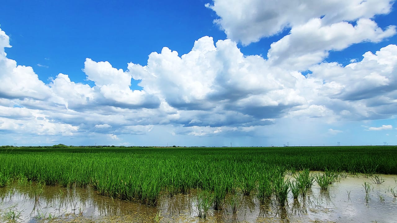 Solsona Rice Field Rice Field