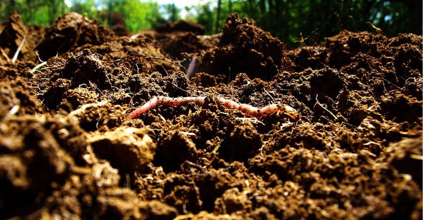 Worm wiggling through healthy soil.