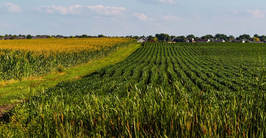 Corn and soybean rows with grassy field road between them. Corn and soybean rows with grassy field road between them.