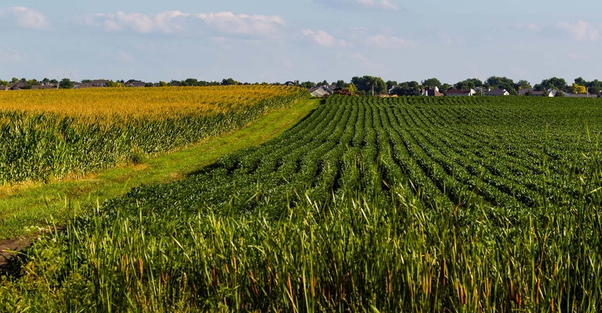 Corn and soybean rows with grassy field road between them.