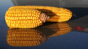 normal husked ear of corn lying next to shorter, blunt ear of corn