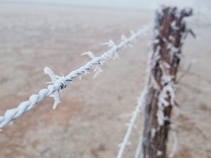 swfp-shelley-huguley-freeze-barbed-wire.jpg