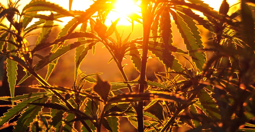 low-angle sun shines through hemp stalks and leaves