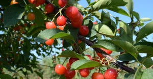 cherries growing on leafy tree branch
