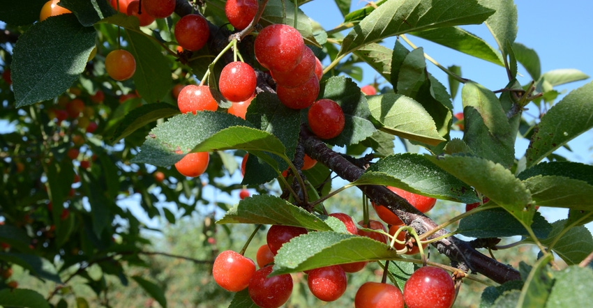 cherries growing on leafy tree branch cherries growing on leafy tree branch