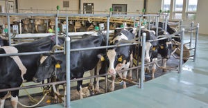 Holsteins on milking carousel 