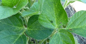 Twospotted spider mite injury on soybean. 