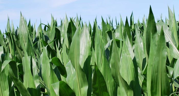 corn-field-georgia-june-20-f-a.jpg