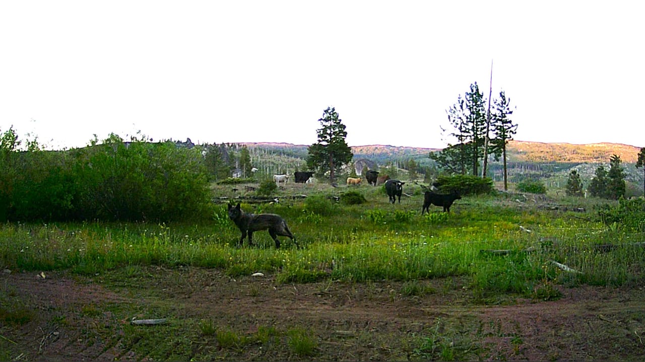 California Wolf Population Growth Leads To Increased Cattle Predation california-wolf-population-growth-leads-to-increased-cattle-predation