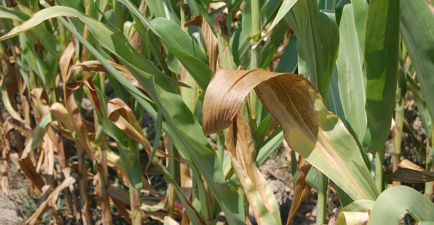 cornstalks affected by drought