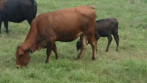 Good heifer and calf