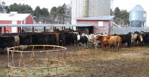 Cattle in pen