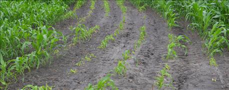 farmers_use_cover_crops_insist_water_disappears_faster_fields_1_636095546730841749.jpg