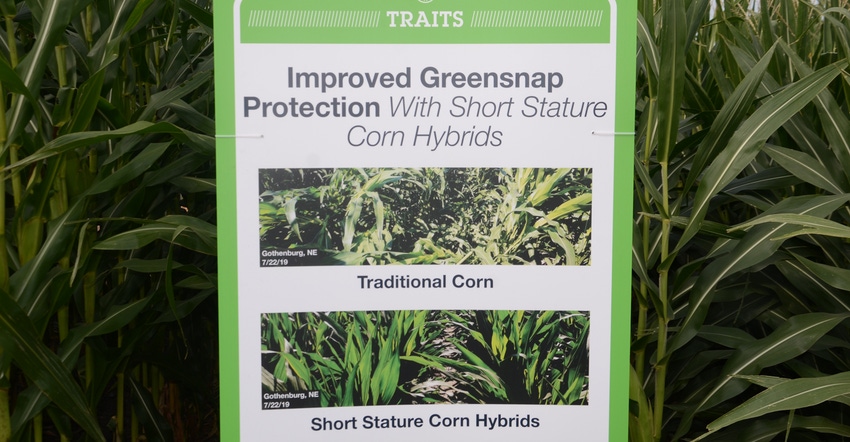 sign in a cornfield explaining short-stature corn hybrids