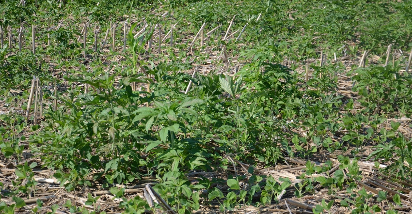giant ragweed in no-till soybeans 