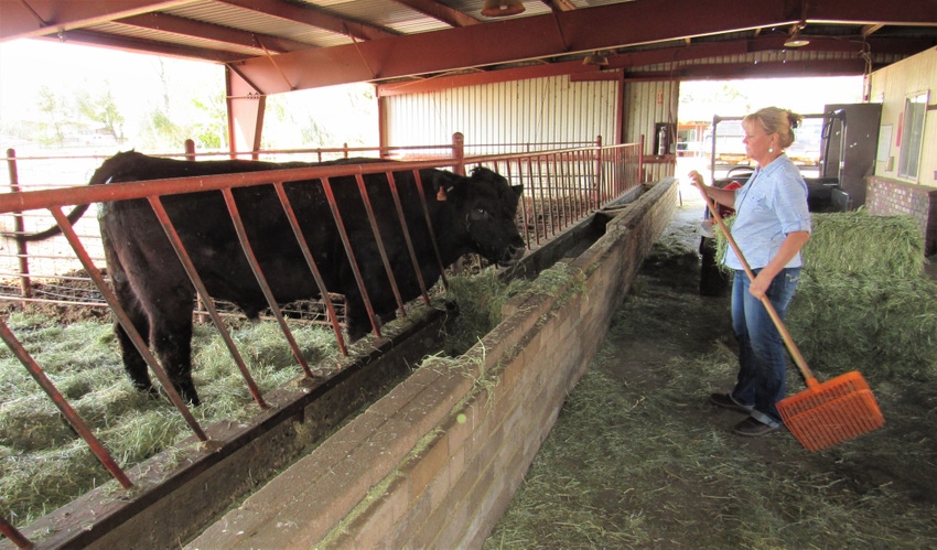 Trena Kimler-Richards feeding a cow