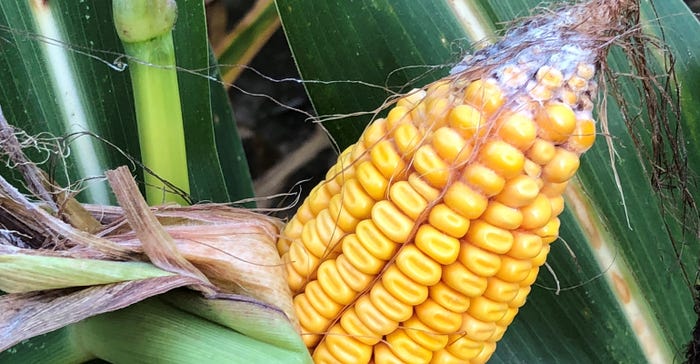 husked ear of corn infected by mold