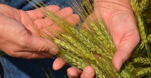 closeup of green wheat heads in hands