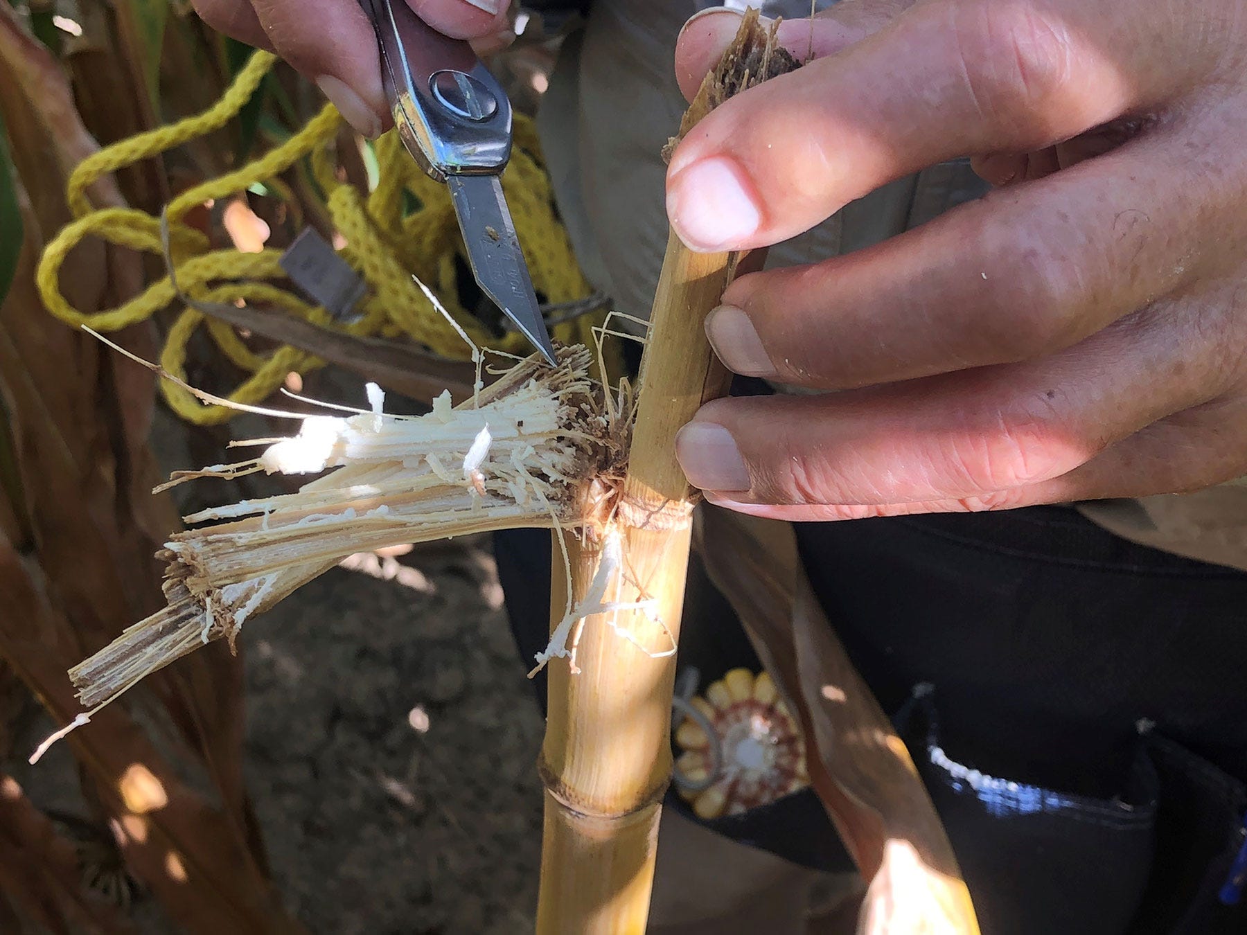 hand holding a cornstalk while a pocketknife cuts into it