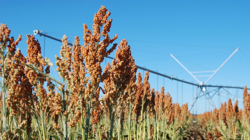 field of sorghum