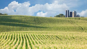 Panoramic image of rolling cornfield