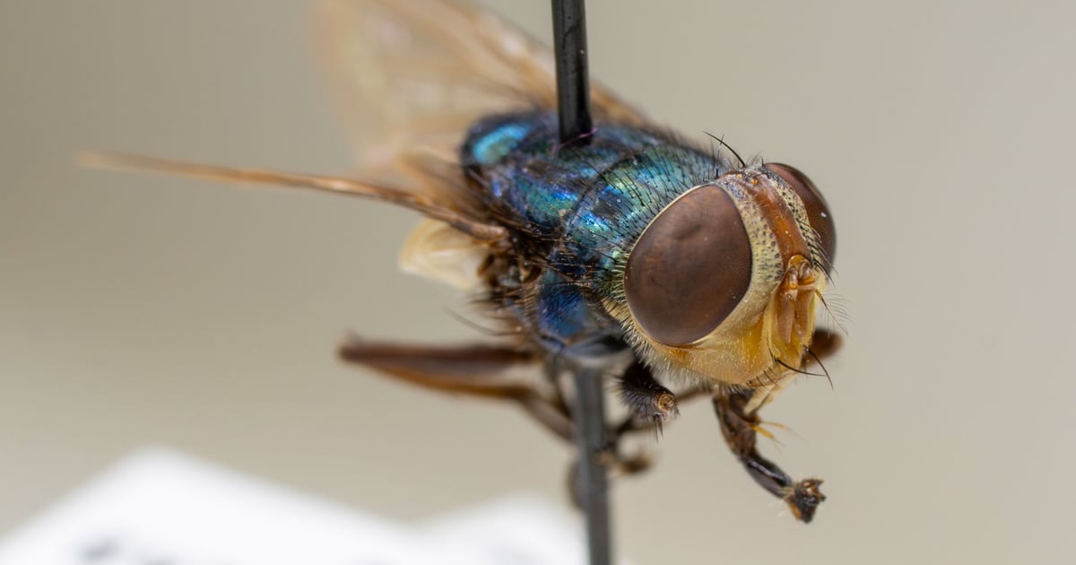 As Mexico’s New World screwworm cases rise, U.S. urged to remain vigilant