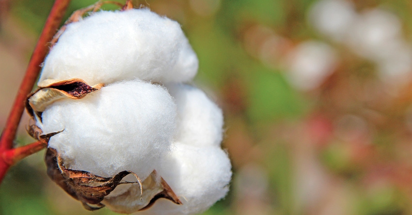 cotton-bolls-staff-dfp-5947.jpg